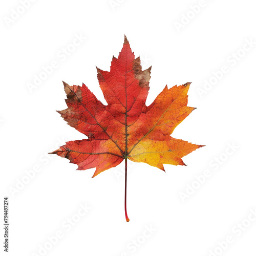 A solitary maple leaf in the vibrant colors of autumn set against a clear transparent background