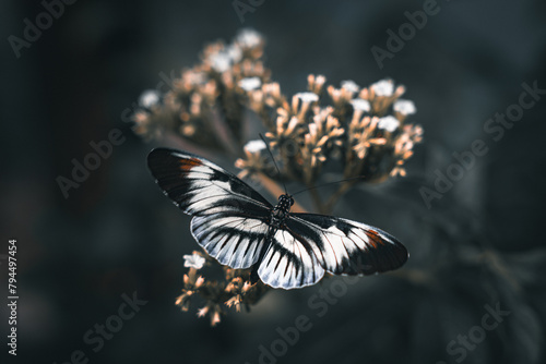 Butterfly on a Flower