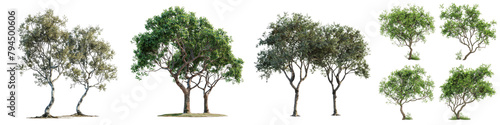 Hackberry Trees Hyperrealistic Highly Detailed Isolated On Transparent Background Png File