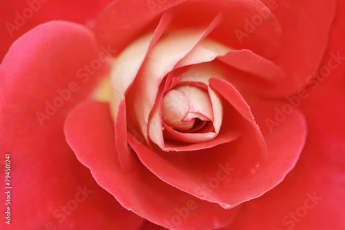 Garden rose or rose 'Heimatmelodie' (Rosa hybrida), detail of the flower, ornamental plant, North Rhine-Westphalia, Germany, Europe photo