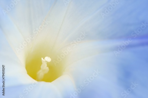 Three-colored morning glory (Ipomoea tricolor), detail of the flower, native to Mexico, ornamental plant, North Rhine-Westphalia, Germany, Europe photo