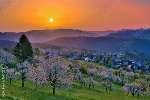 View of the village of Nuglar at sunrise, orchard with flowering cherry trees (Prunus avium), Canton of Solothurn, Switzerland, Europe