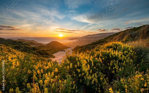 Sunset, Yellow Lupines (Lupinus luteus) on sand dunes, view of coast, Sandfly Bay, Dunedin, Otago Region, Otago Peninsula, Southland, New Zealand, Oceania photo