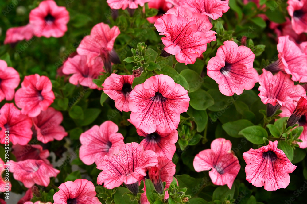 Beautiful petunia flower Beautiful petunia flower