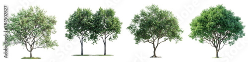 Kentucky Coffeetree Trees Hyperrealistic Highly Detailed Isolated On Transparent Background Png File