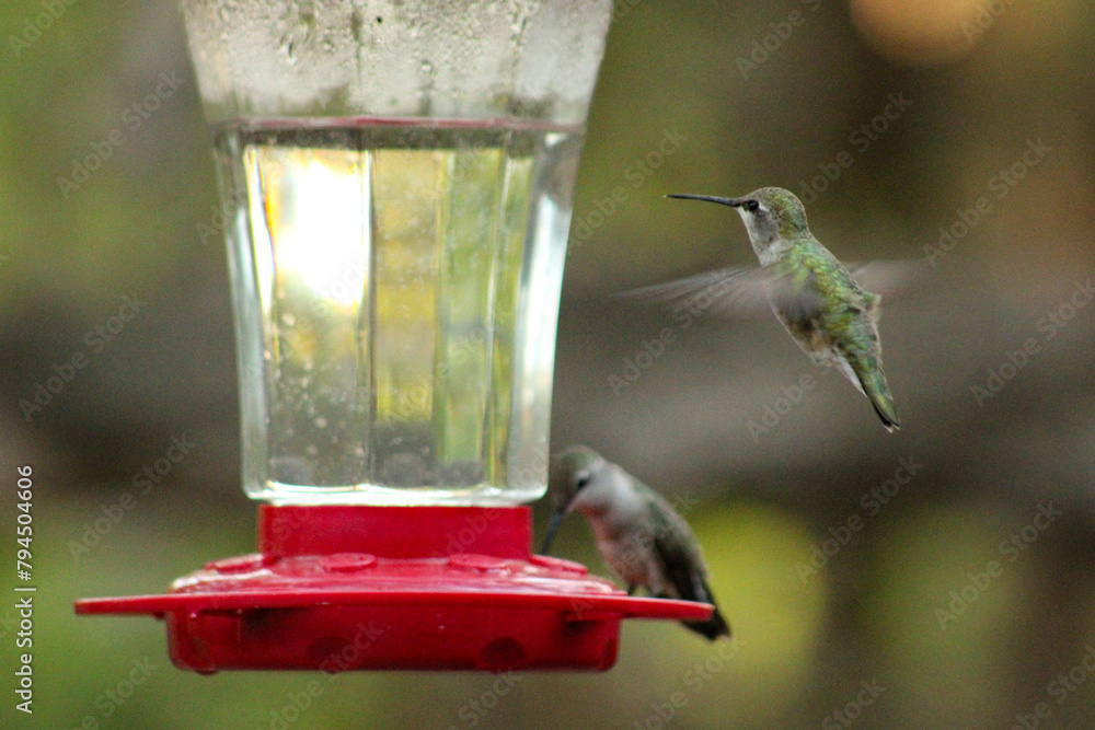 Obraz premium hummingbirds feeding on a feeder in nature