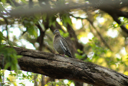 mourning dove bird in tree