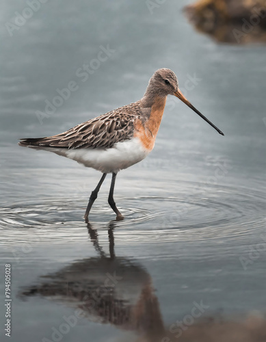 A pair of Long-billed Dowitcher Bird walking surface of a serene lake photo