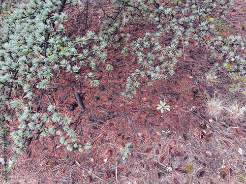 tree, cones and soil