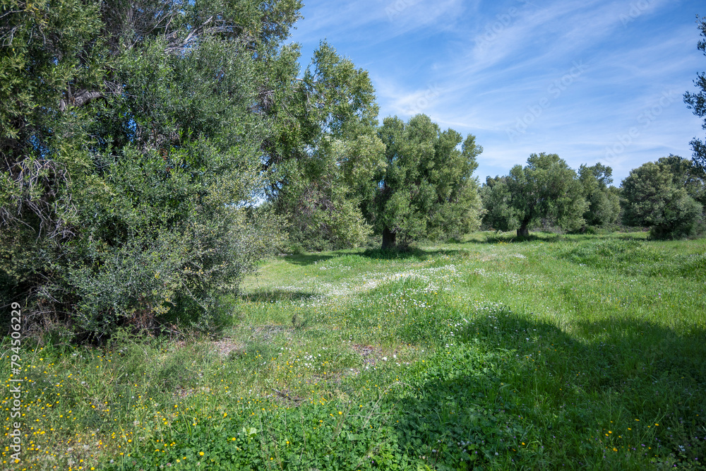 Olive groves at Sithonia coastline near Kastri Beach, Chalkidiki, Greece Olive groves at Sithonia coastline near Kastri Beach, Chalkidiki, Greece
