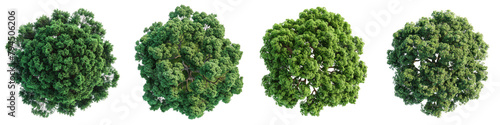Paperbark Maple Trees Top View Drone Shoot Hyperrealistic Highly Detailed Isolated On Transparent Background Png File