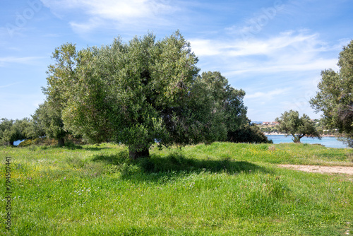 Olive groves at Sithonia coastline near Kastri Beach, Chalkidiki, Greece photo