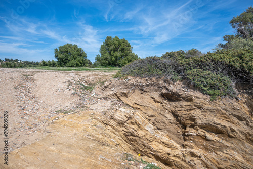 Olive groves at Sithonia coastline near Kastri Beach, Chalkidiki, Greece photo