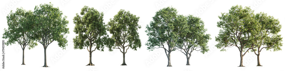 Shagbark Hickory Trees Hyperrealistic Highly Detailed Isolated On Transparent Background Png File
