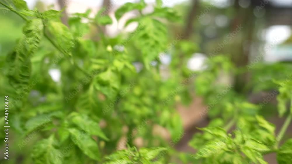 chili plant chili plant