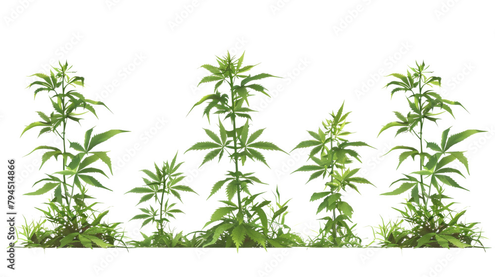 Marijuana plants 