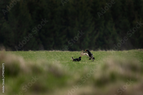 Black grouse are fighting on the meadow. Two males of grouse during fight. European spring nature. 