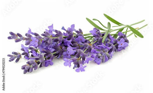 Vibrant Lavender Bouquet