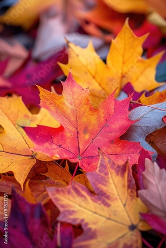 Maple leaves on vibrant backdrop          Nature s beauty in vivid hues  ColorfulAutumn