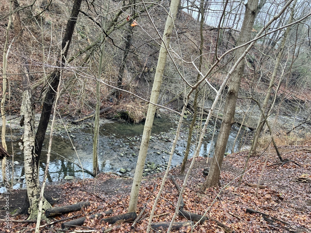 Obraz premium in the woods