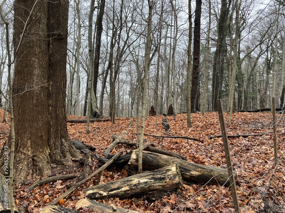 fallen trunks fallen trunks