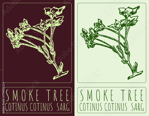 Drawing SMOKE TREE. Hand drawn illustration. The Latin name is COTINUS COTINUS SARG