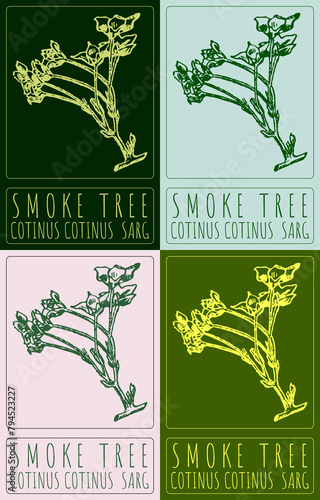 Set of drawing SMOKE TREE in various colors. Hand drawn illustration. The Latin name is COTINUS COTINUS SARG
