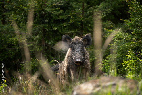 Wild sow in the spring forest. Wild boar with small piglets. European wildlife in the forest. © prochym
