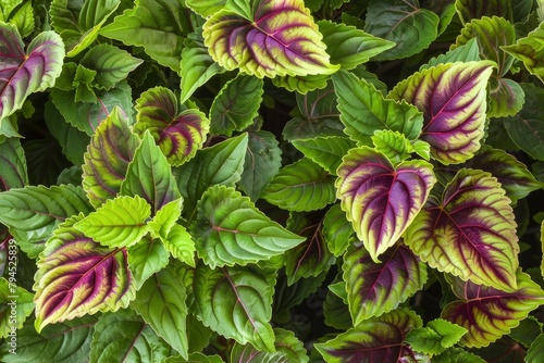 The coleus barbatus plant lives in tropical areas. the green leaves and tropical growth called coleus barbatus live in tropical areas - generative ai