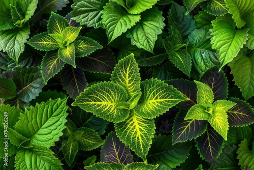 The coleus barbatus plant lives in tropical areas. the green leaves and tropical growth called coleus barbatus live in tropical areas - generative ai