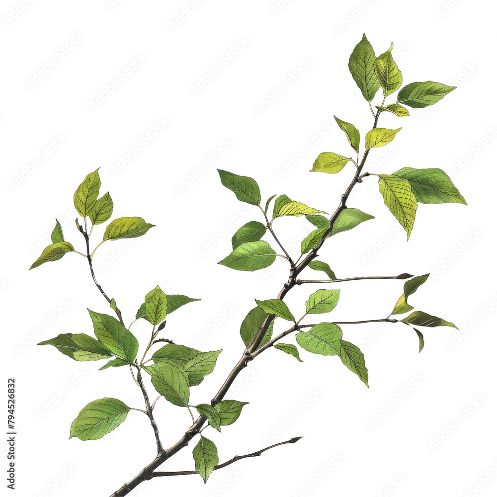 An isolated branch adorned with vibrant green leaves against a transparent background An isolated branch adorned with vibrant green leaves against a transparent background