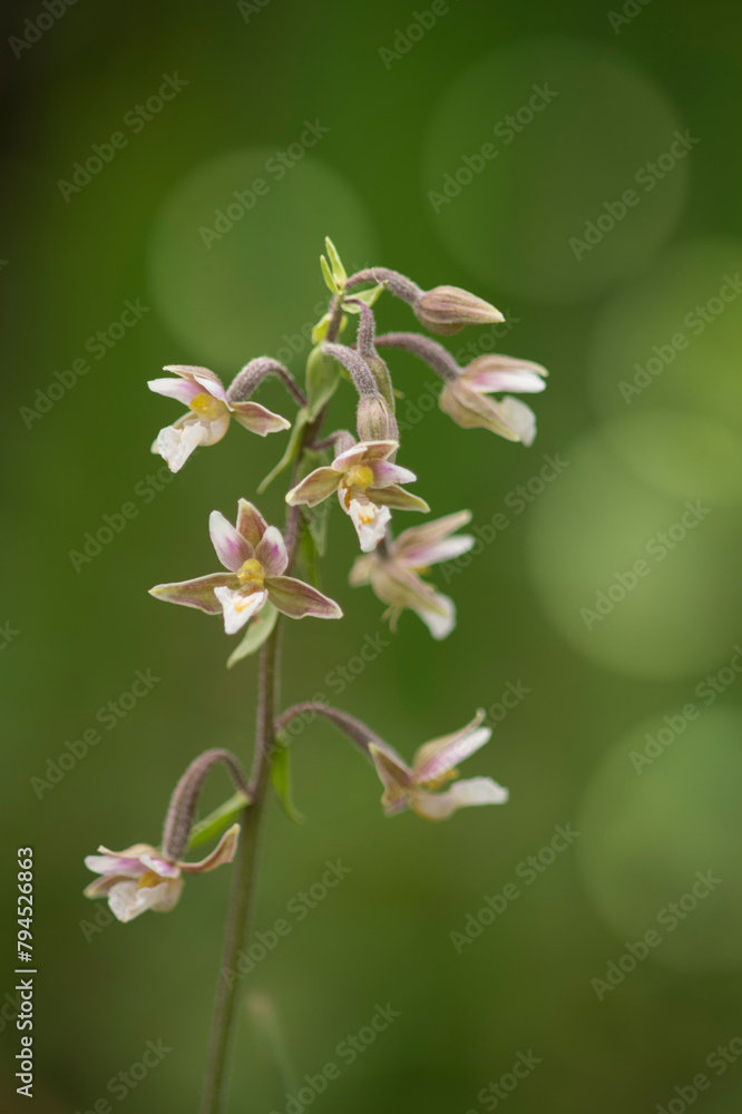 Marsh Helleborine (Epipactis palustris) flowering Laconi Nuoro. Sardinia Italy Marsh Helleborine (Epipactis palustris) flowering Laconi Nuoro. Sardinia Italy