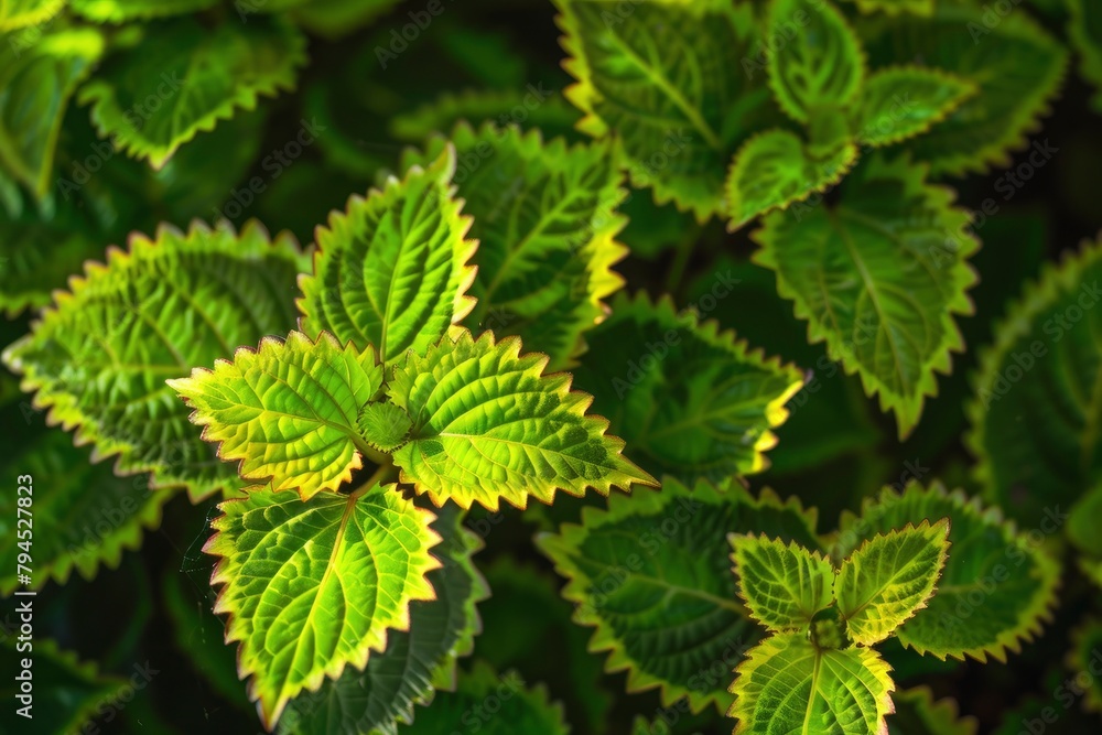 The coleus barbatus plant lives in tropical areas. the green leaves and tropical growth called coleus barbatus live in tropical areas - generative ai The coleus barbatus plant lives in tropical areas. the green leaves and tropical growth called coleus barbatus live in tropical areas - generative ai