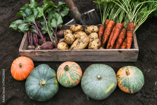 Wallpaper Mural Autumn vegetables harvest of fresh raw carrot, beetroot, pumpkin and potato in wooden box on soil in garden. Harvesting organic fall vegetable Torontodigital.ca