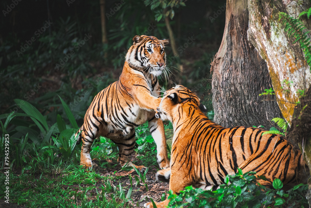 Obraz premium Amazing view from a tigers in among green trees in jungle. They are fighting