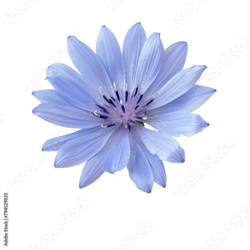 A solitary blue chicory flower stands out against a transparent background