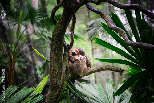 Portrait of sloth on tree in jungle photo