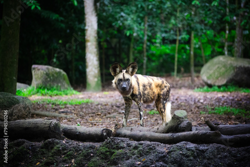 Painted dog portrait from a jungle