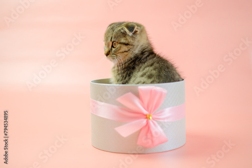Adorable Kitten inside a gift box.Scottish fold kitten. kitten nestled in a gift box, adorned with a bow, against a pink backdrop. Striped fluffy kitten in a gray box.