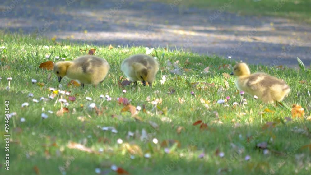 Baby Canada Geese (Branta canadensis) goslings feed on fresh spring grass under the watchful eyes of their parrents
