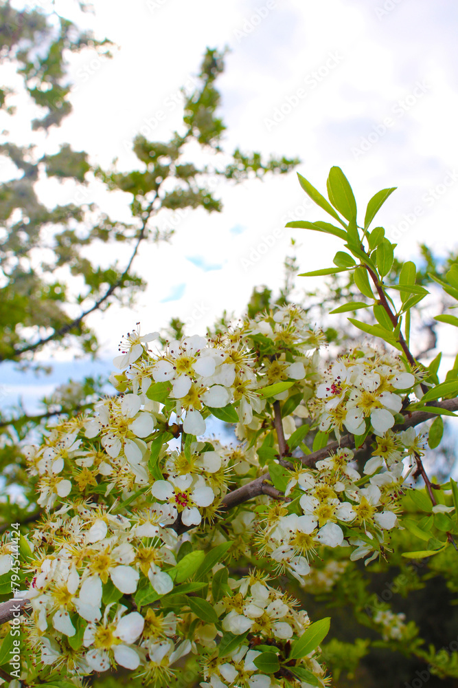 White flowers of a blossoming tree on a background of blue sky