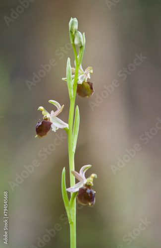 An endemic orchid, Ophrys exaltata morisii in flower, Sardinia, Italy