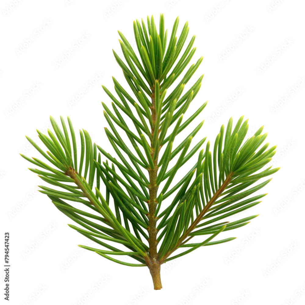 Vibrant fir branch isolated on a transparent background Vibrant fir branch isolated on a transparent background
