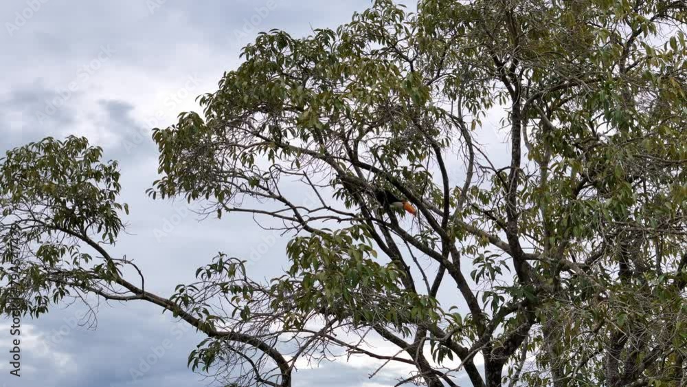 adult toco toucans adult toco toucans