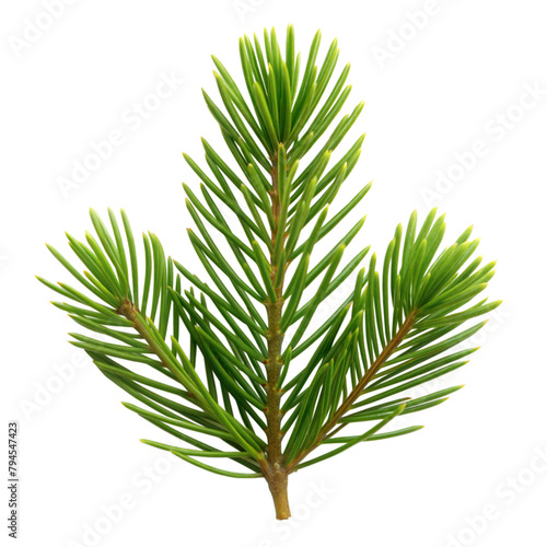 Vibrant fir branch isolated on a transparent background