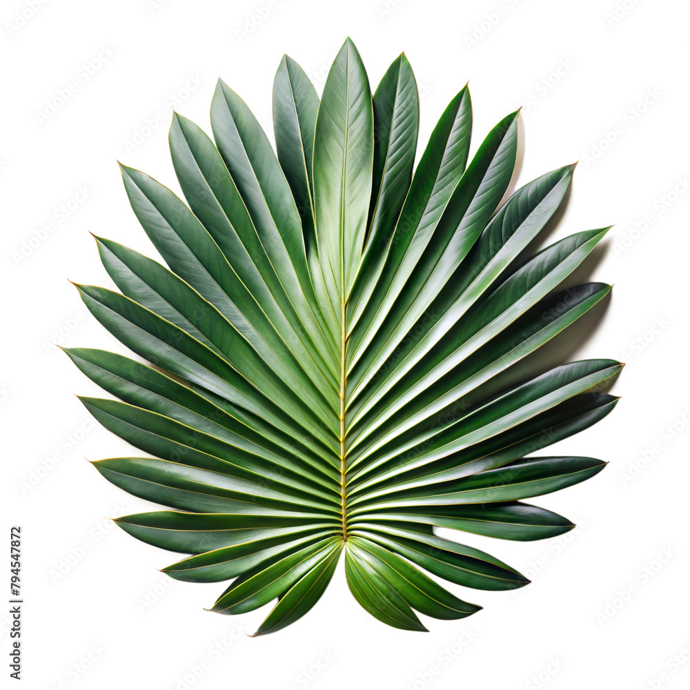 Lush green palm leaf isolated on transparent background