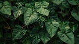Close up image of unedited green taro leaves growing in tropical woodlands