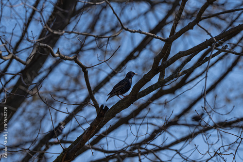 Europian Starling, bird on the tree in the forest