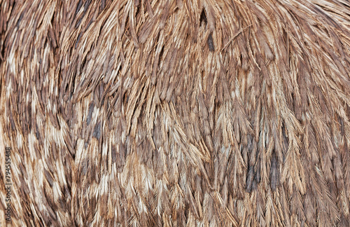 Animal feathers