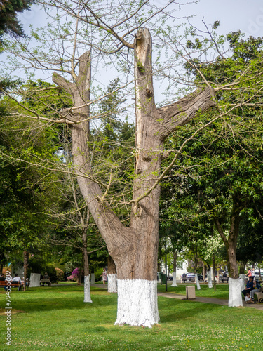 Podobny obraz